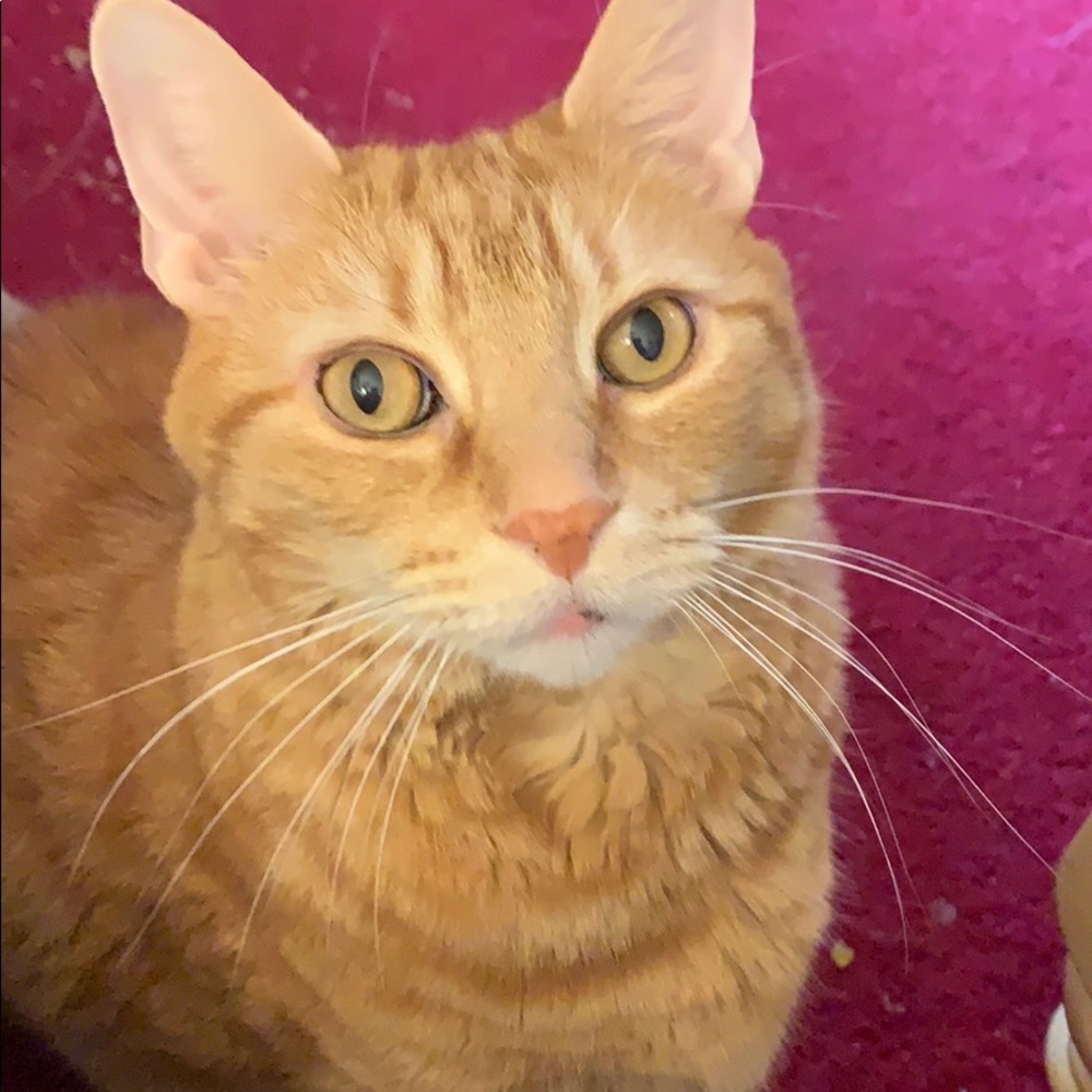 Meet your Posher, Crcraig